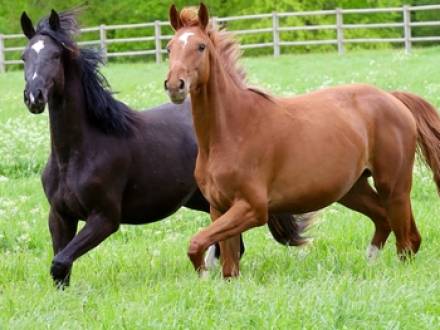 NC bankrtupcy lawyer